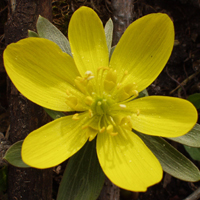 die Blume Winterling